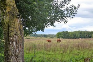 DSC_0007 (2)
